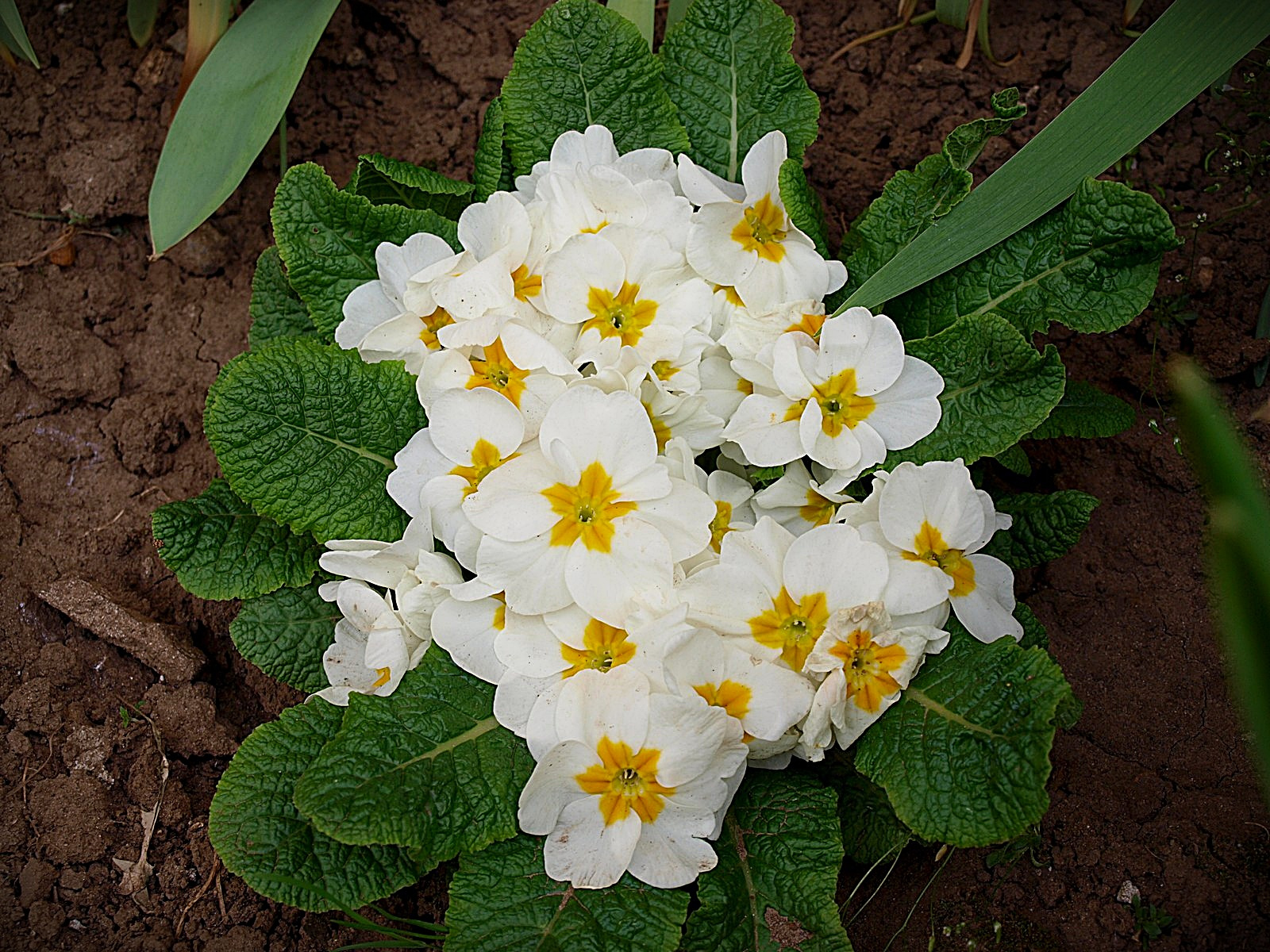 primula