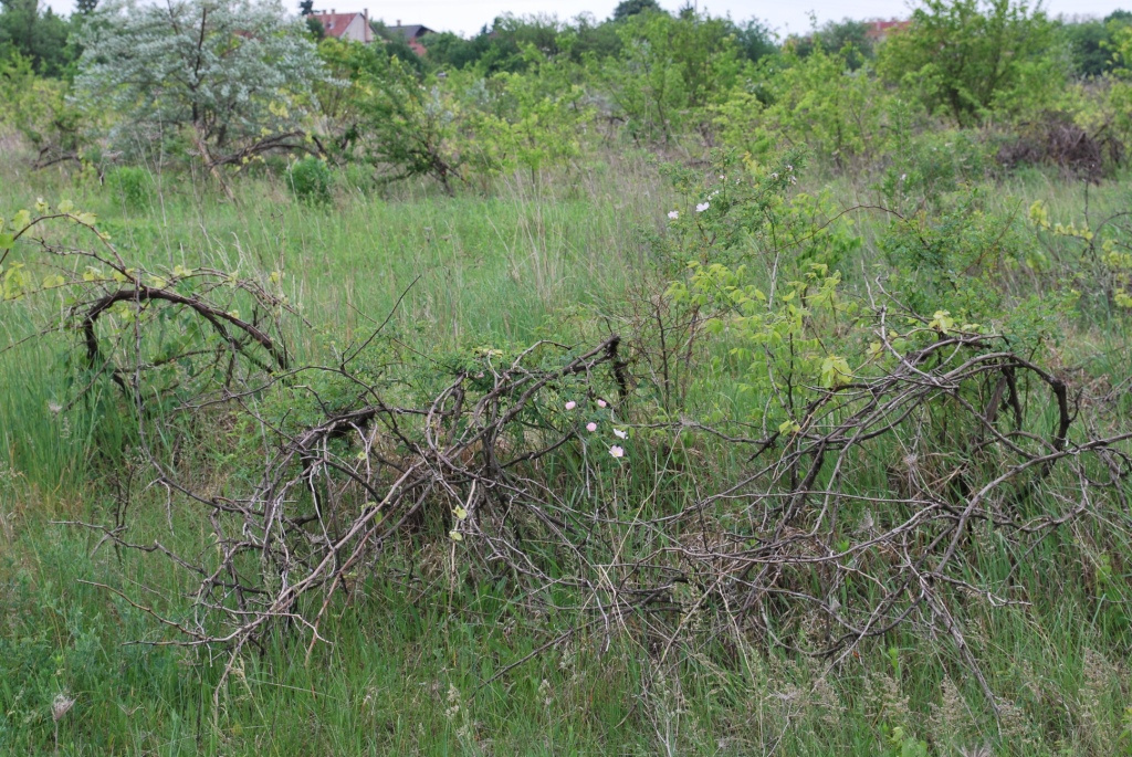 Szomorú-szőlő (Szőlő-hegy)