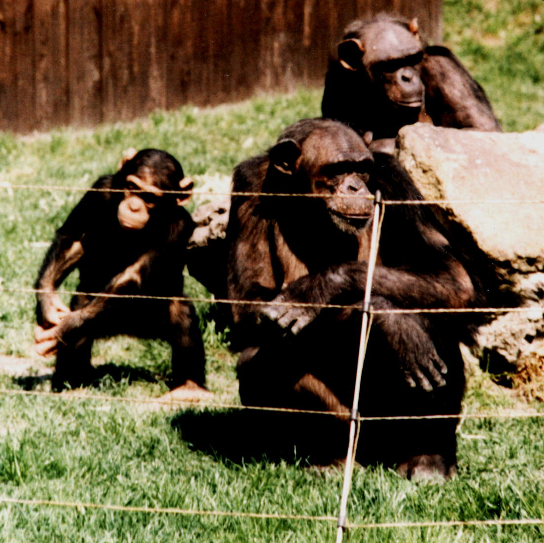 Csimpánz család régen3