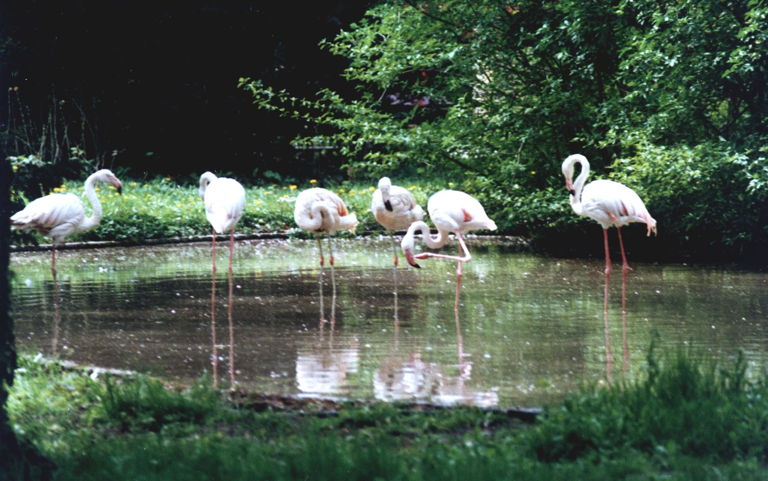 flamingó tó