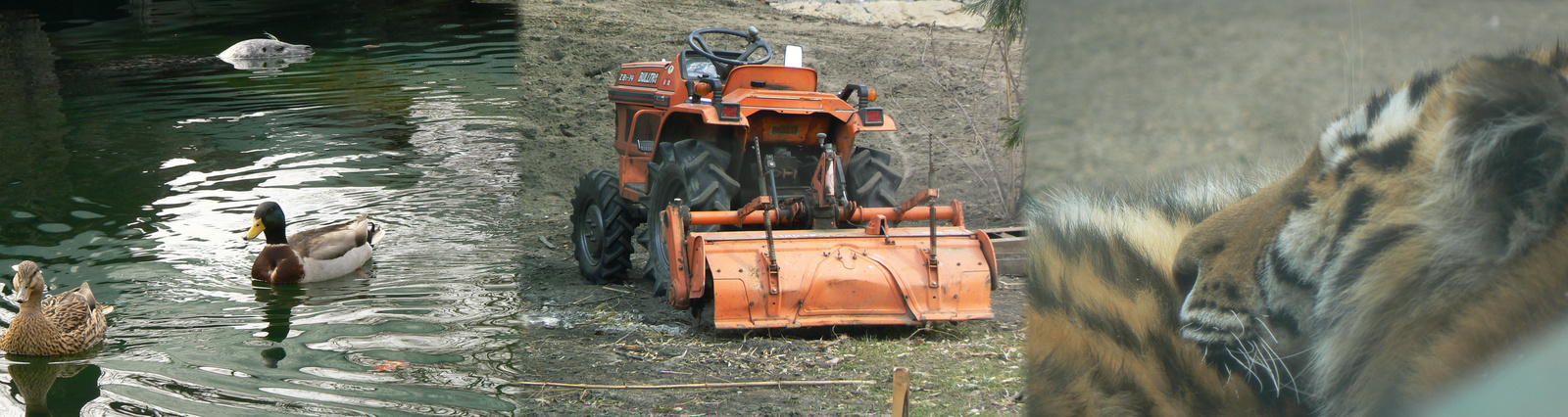 traktor tigrincs kacsa stich