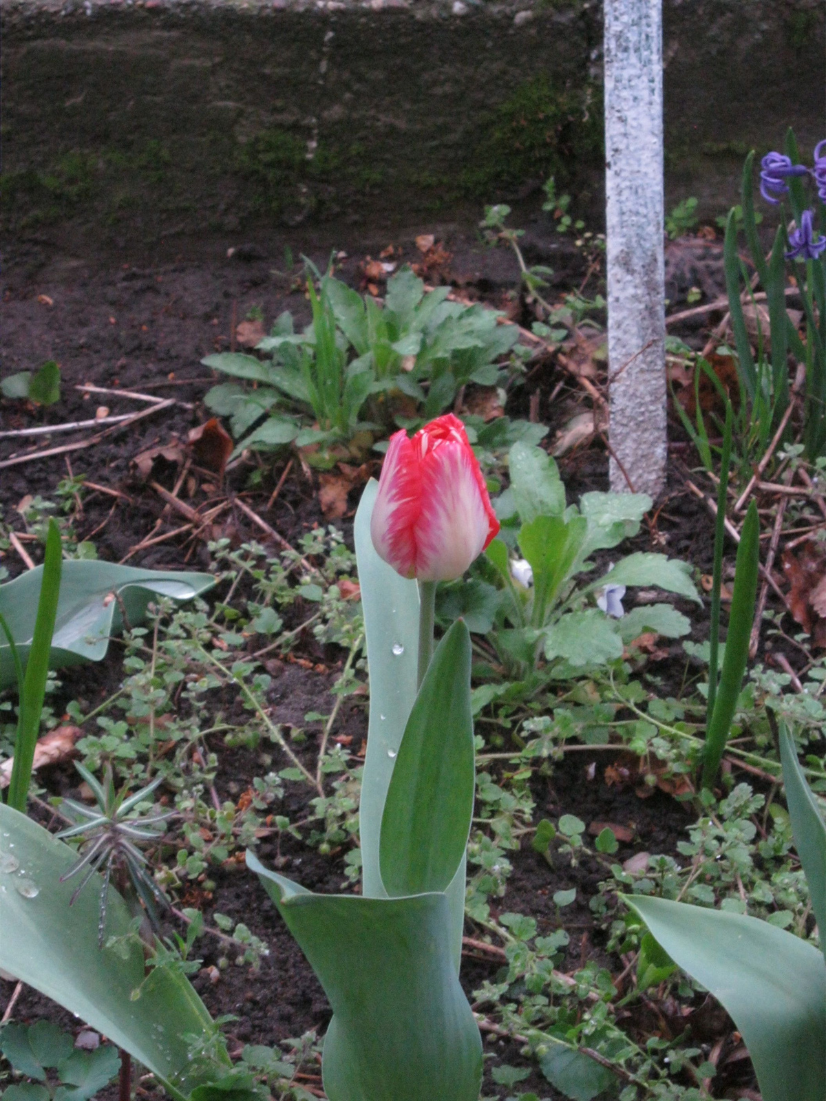 hamarosan tulipán