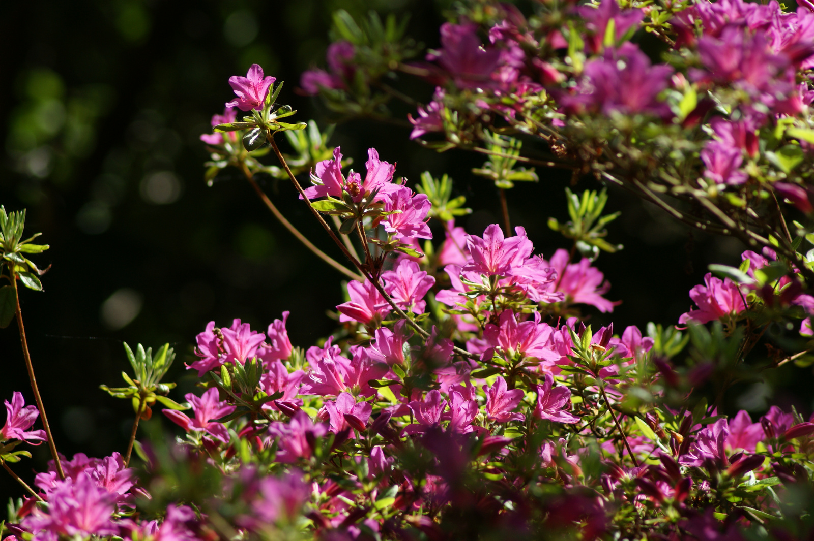 rododendron