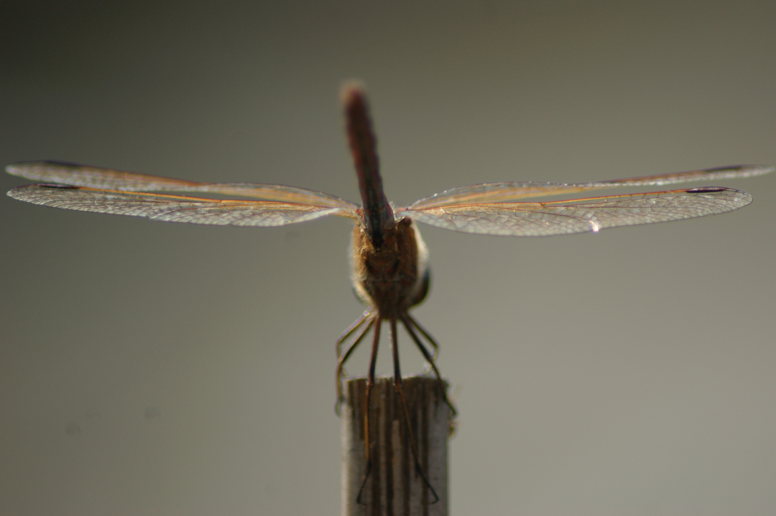 aeroplane by nature