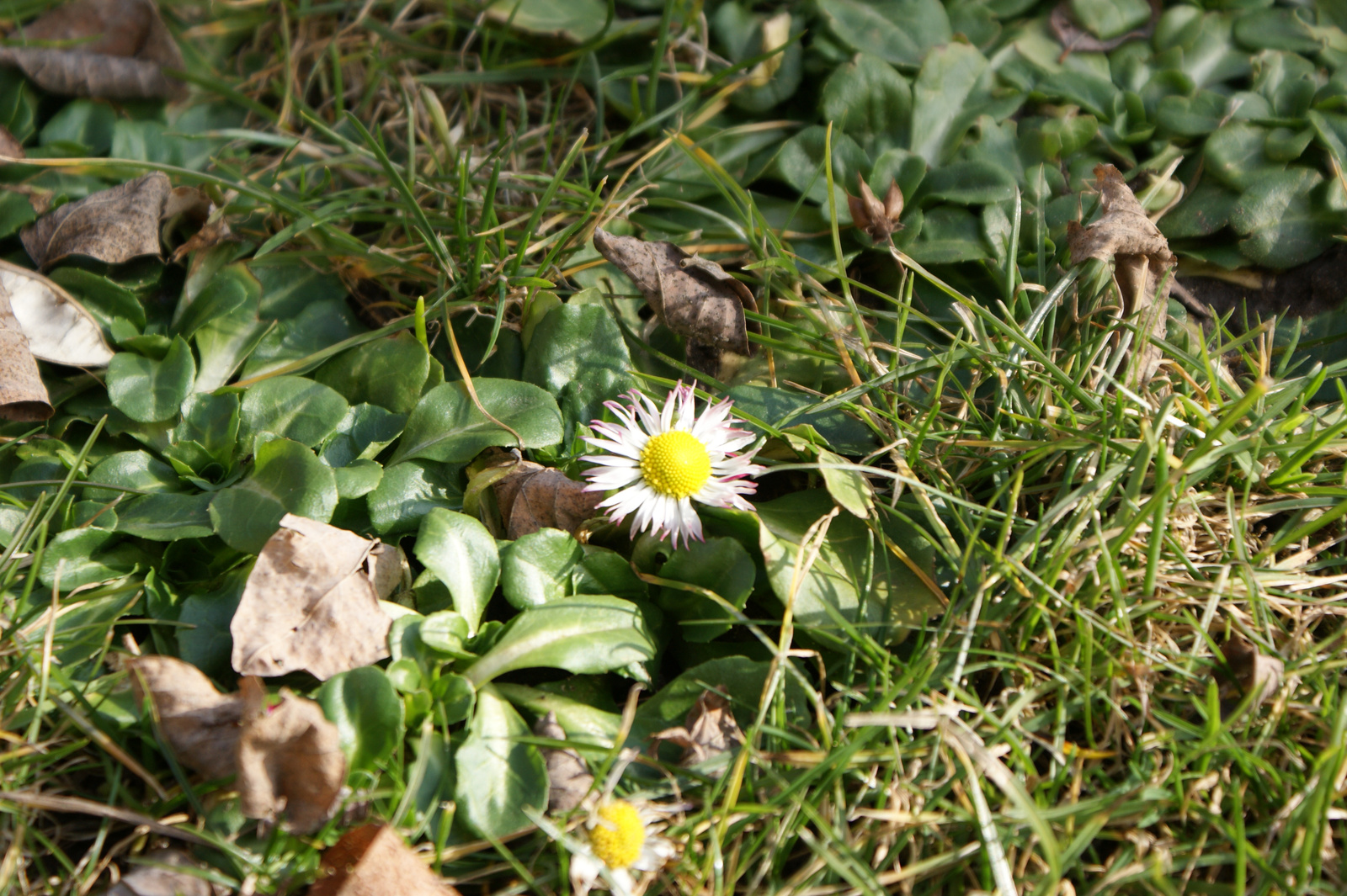 bellis perennis :)