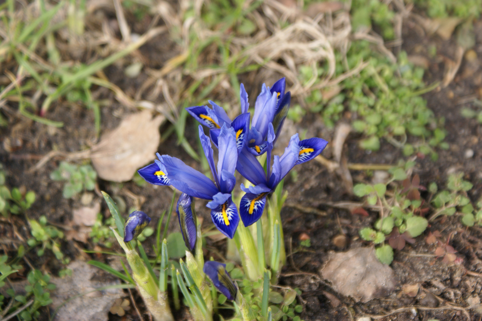 törpe nőszirom február :)