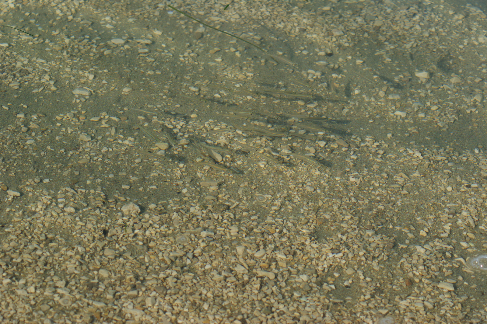 strandoló halak