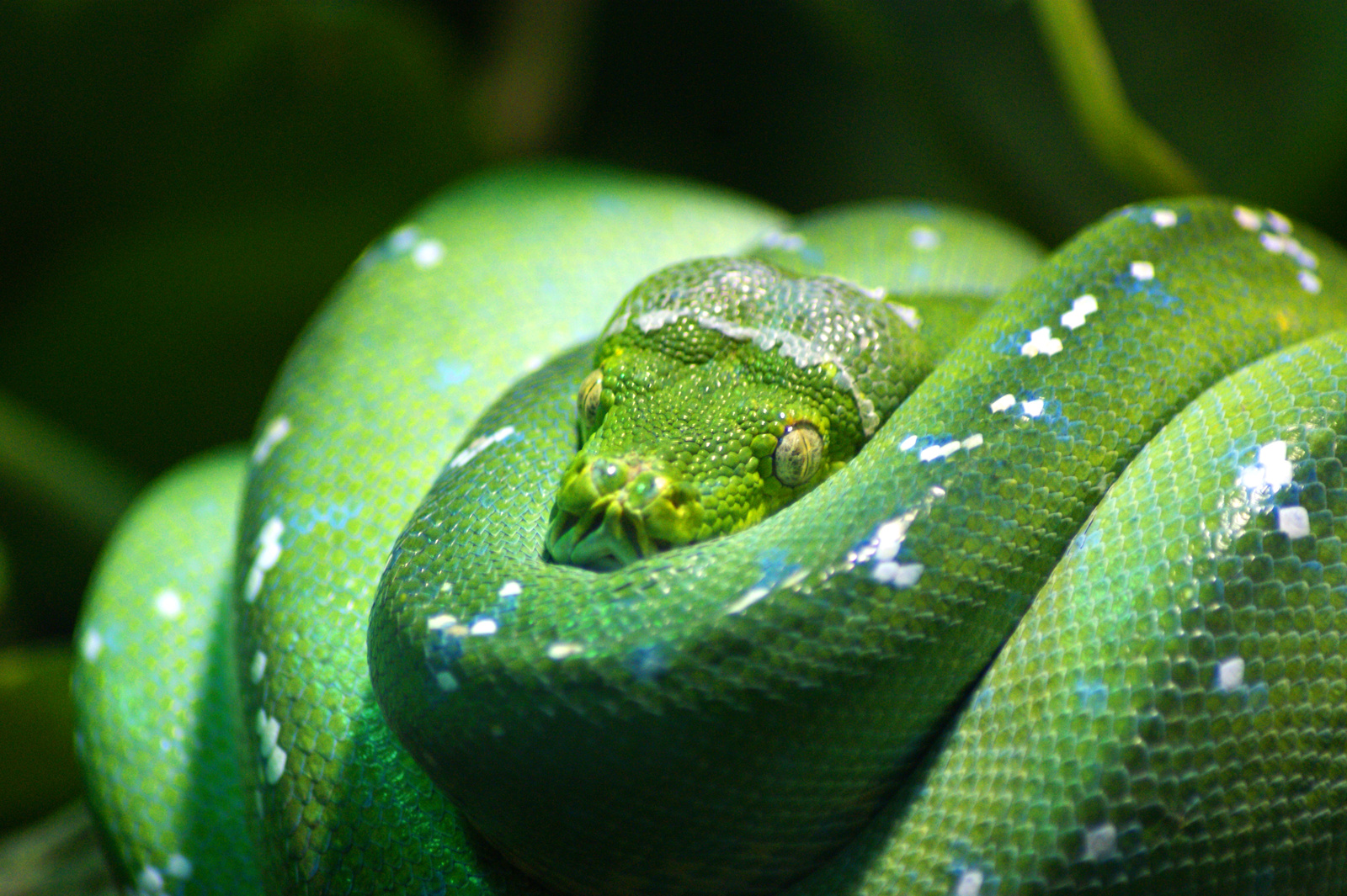 Zöld kígyó :)