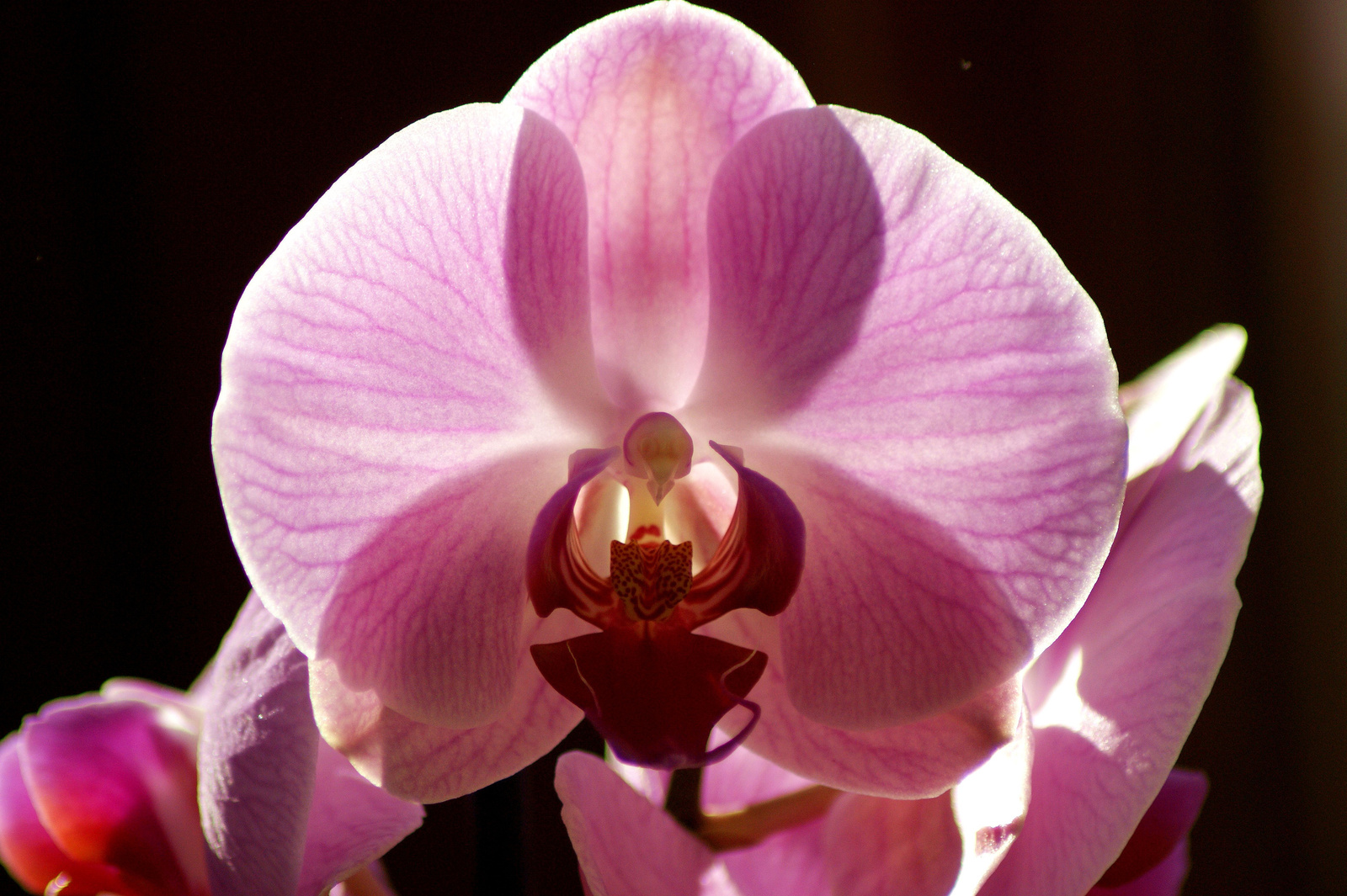 orchidea