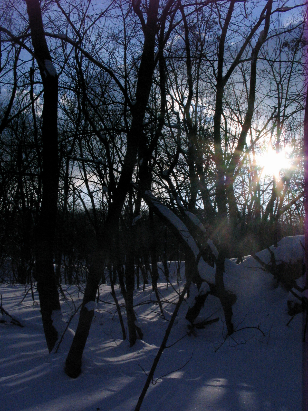 napfény a havas fák között