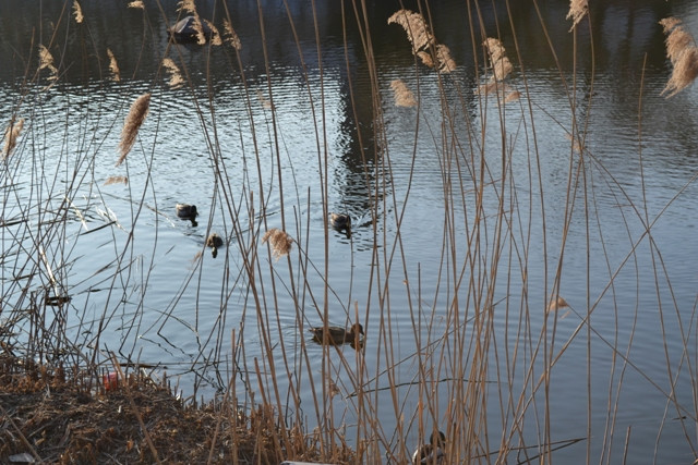 kacsa -nád - Feneketlen tó