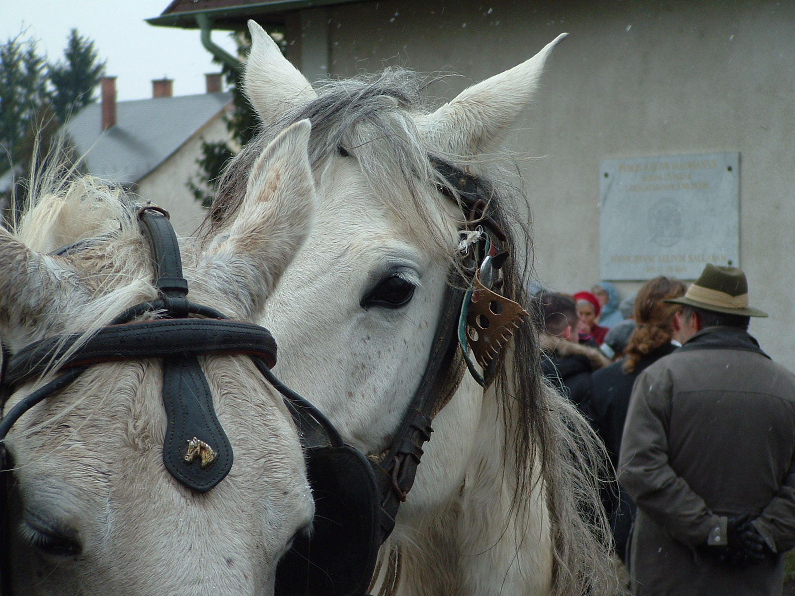 Súgok valamit (lovak)