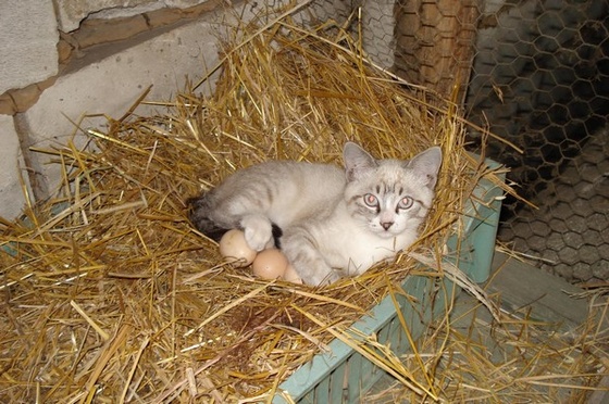 cats-nest