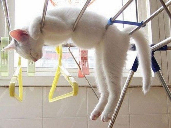 cat-on-a-clothesline