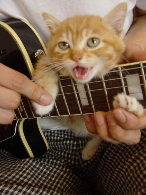 guitar-cat