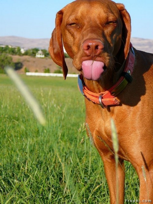 vizsla