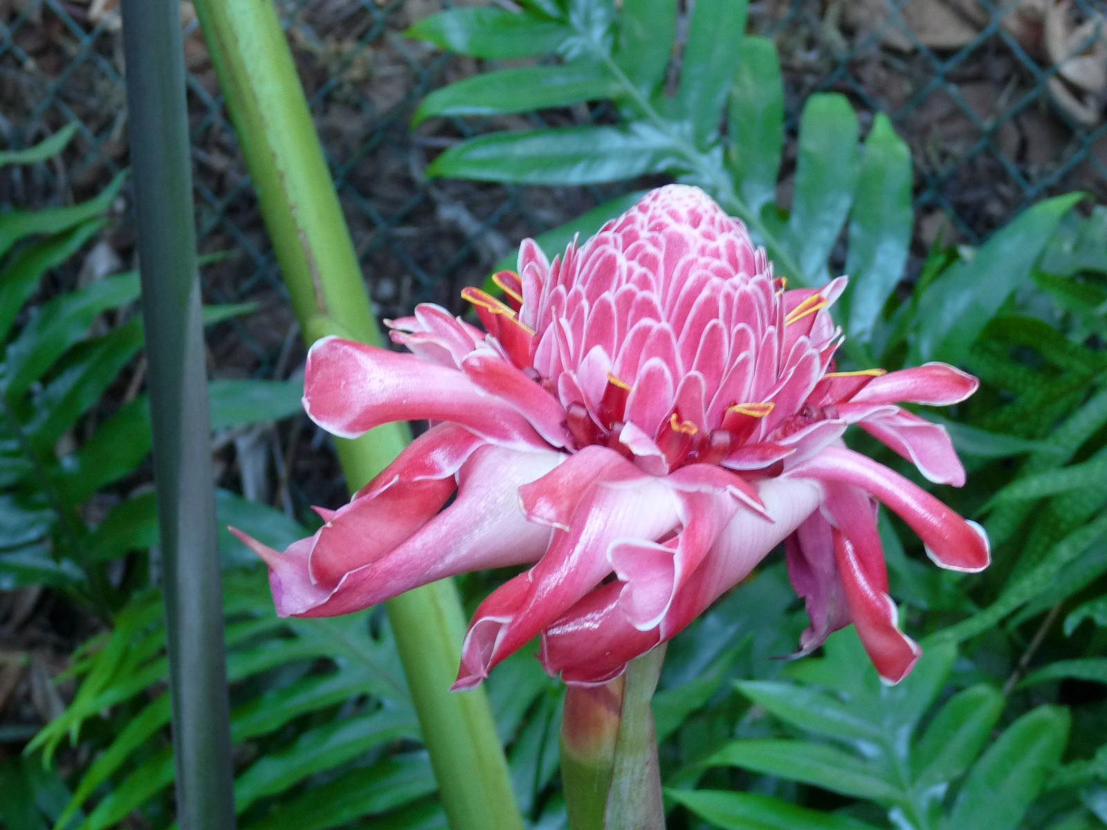 0336 Maui-Tropical Gardens