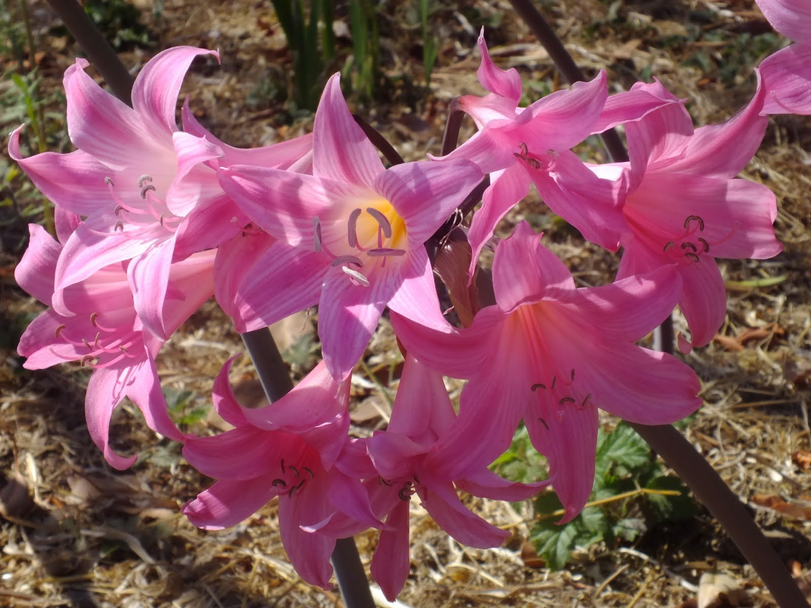 Filoli 069