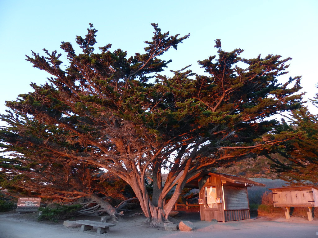 278 Point Lobos SP-XL