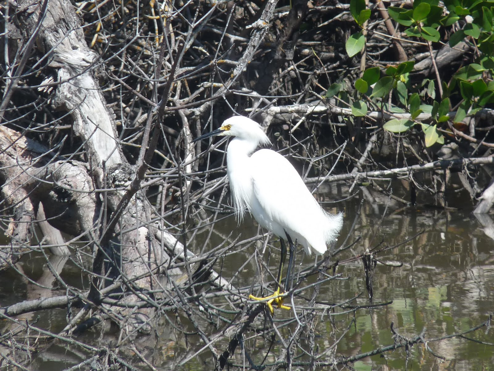 06 Ding Darling Preserve 170