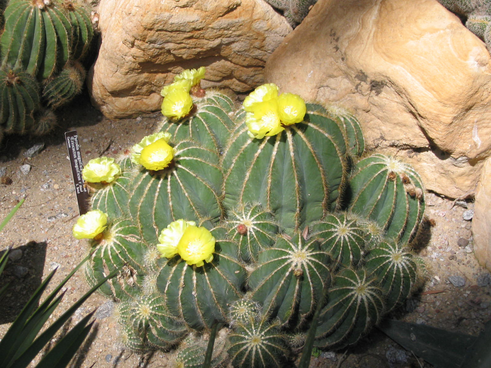 A kaktusz virága