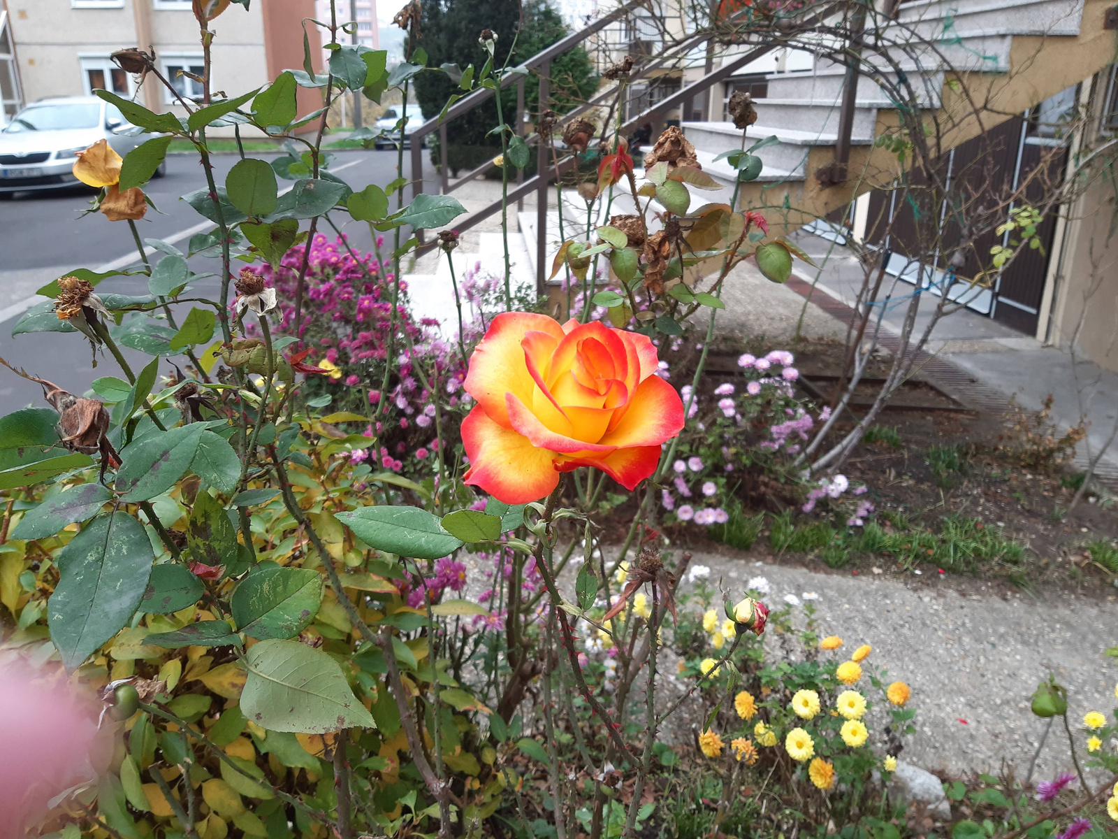 Útszéli rózsa