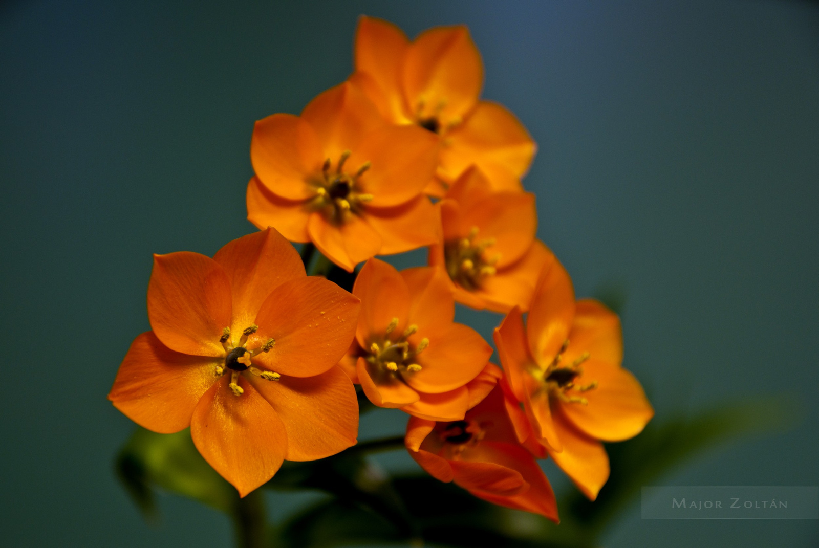 Ornithogalum Dubium