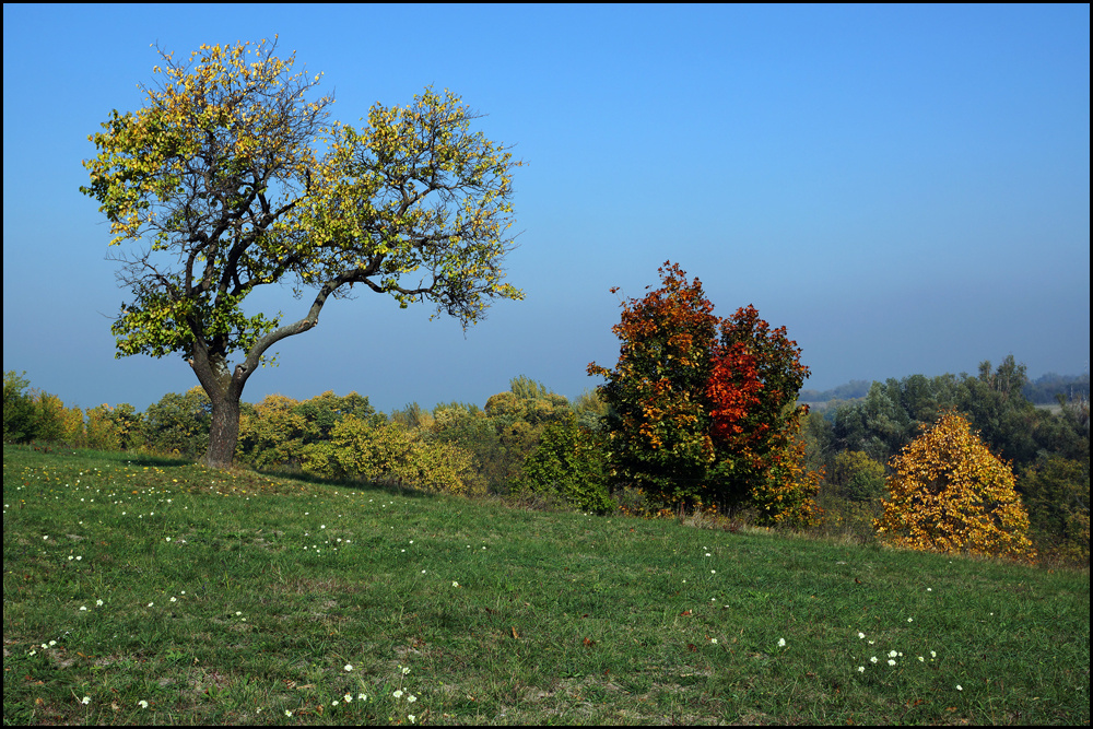 ŐSZ FELÉ 11