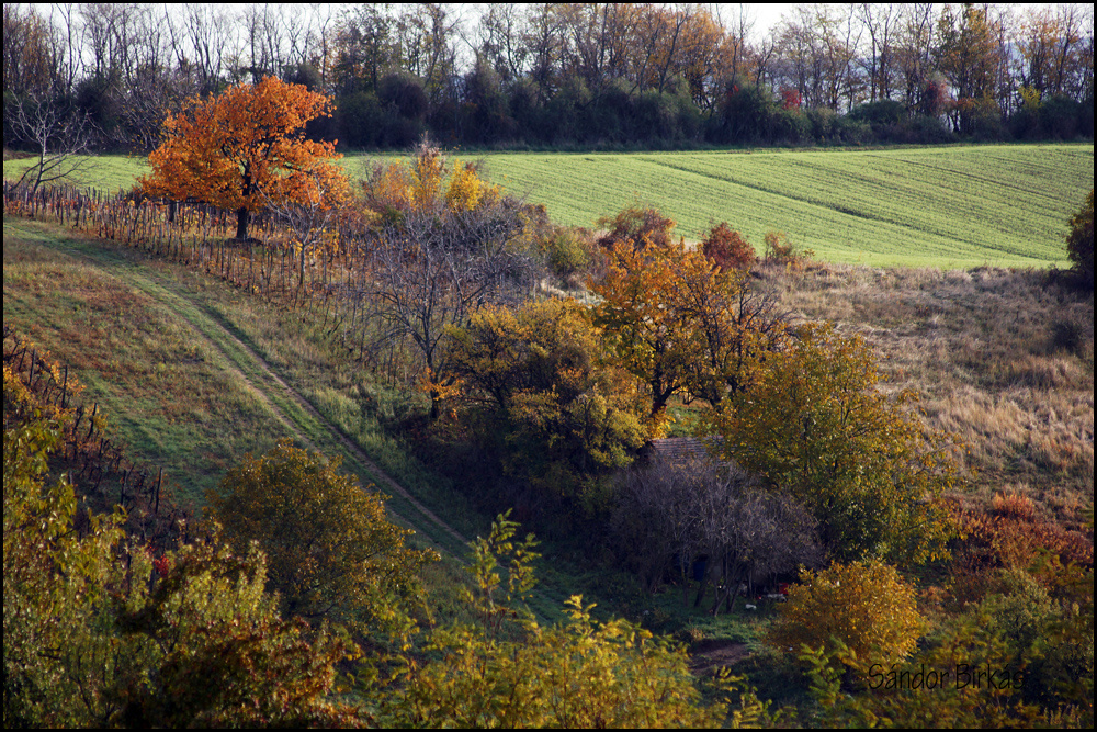 ŐSZSZÍNEI 40