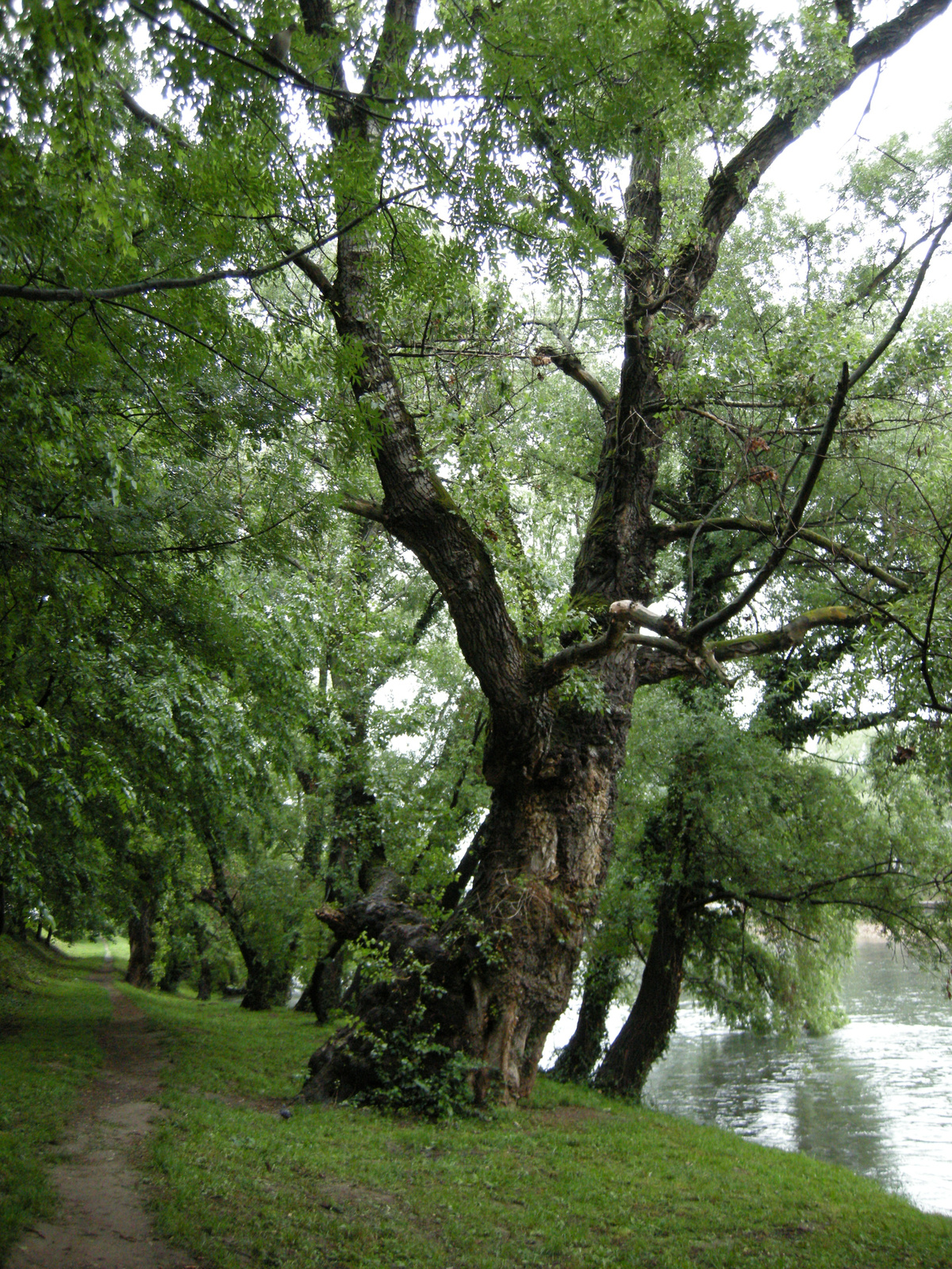 Várad,öregfa a Kőrös partján