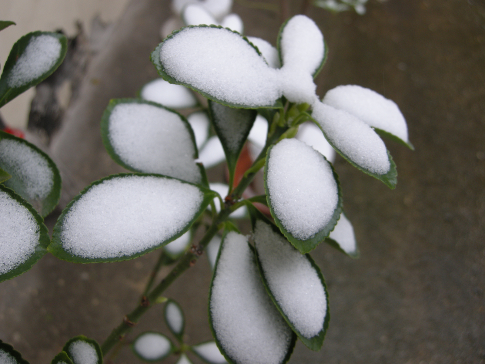 Márciusi hóvirág
