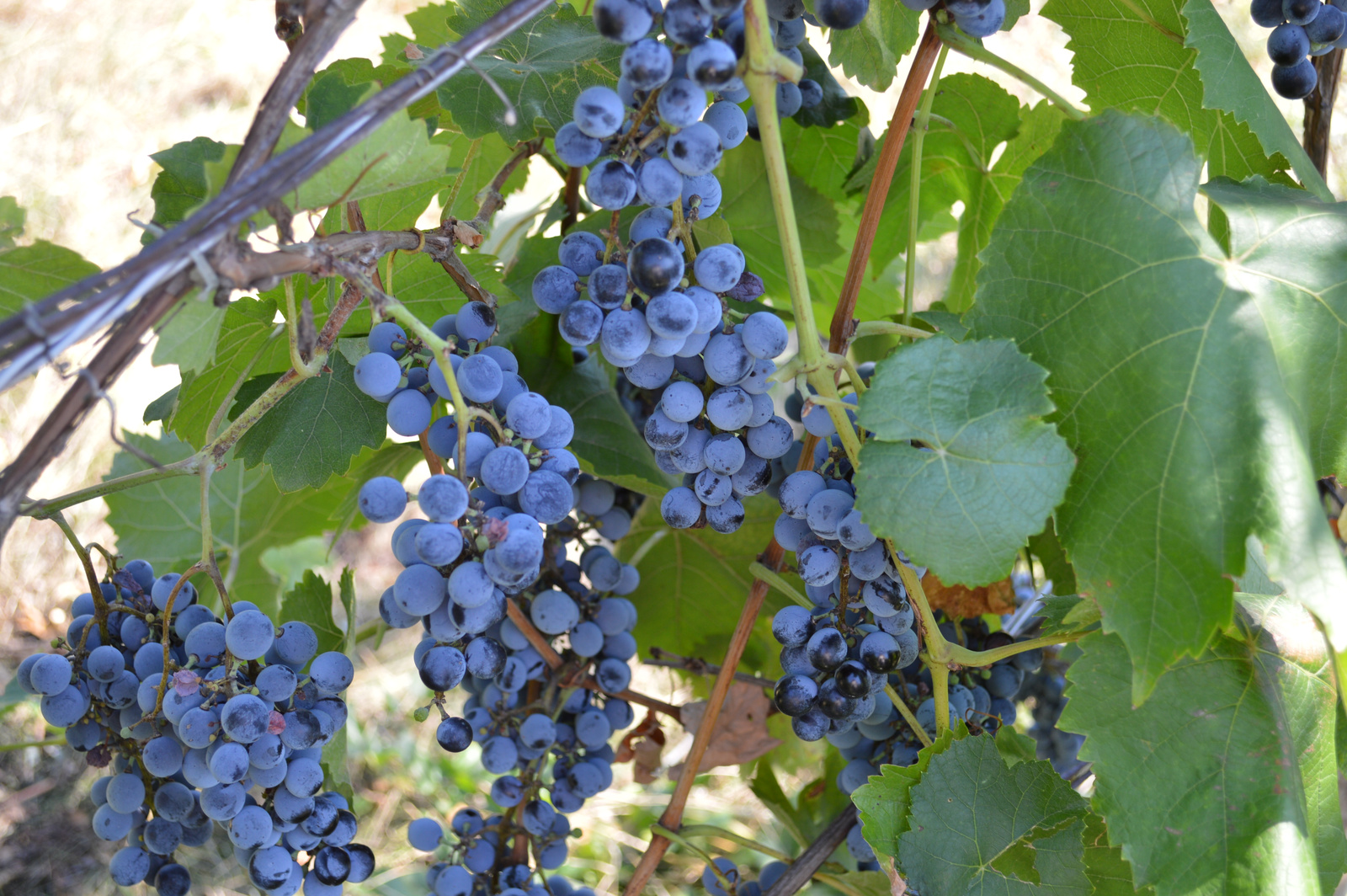 Kékszőlő