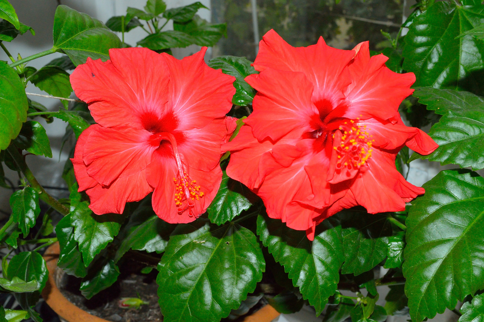 Hibiszkuszok