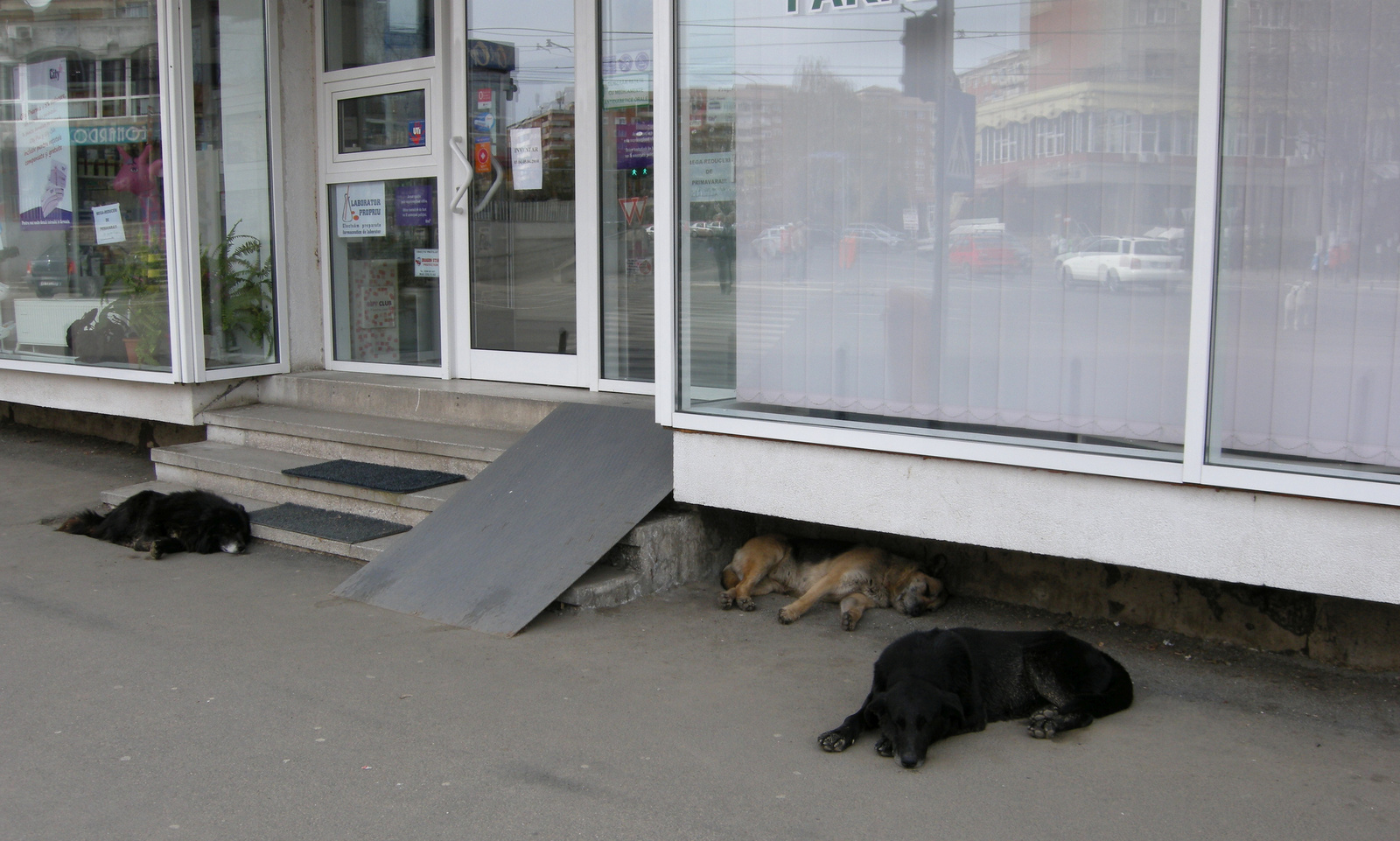 Gazdátlan kutyák a gyógyszertár előtt