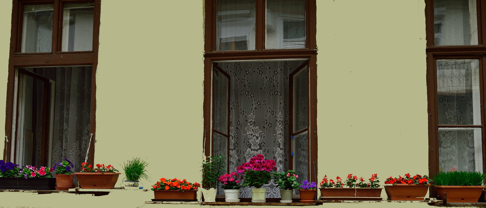 Virágok az ablakunkban