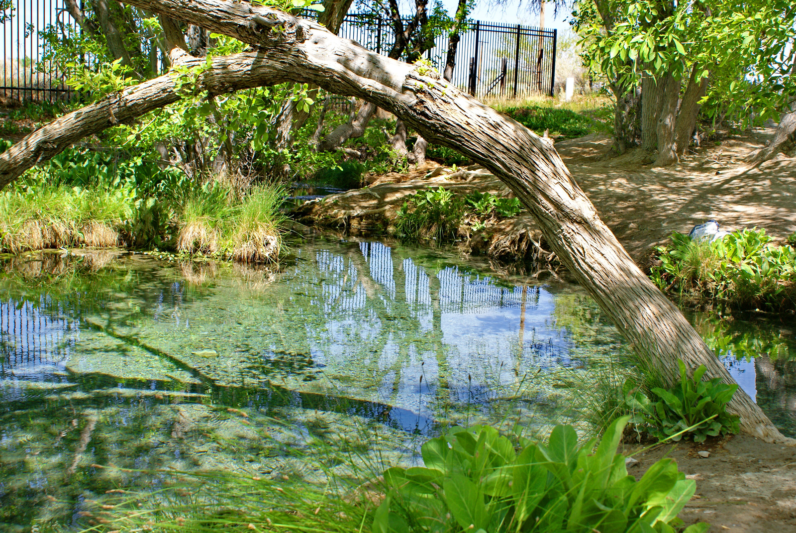 Ash Springs, Nevada