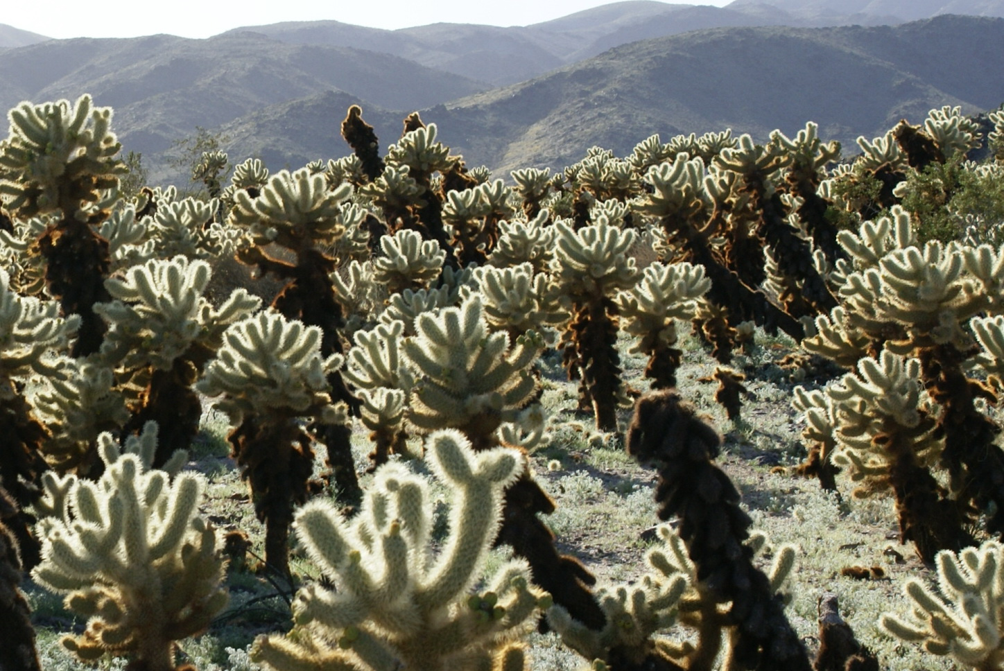 Cholla Cactus