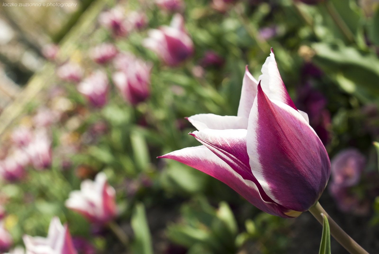 tulipánmező a közt.elnöki palota előtt