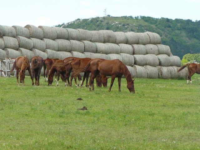 legelők