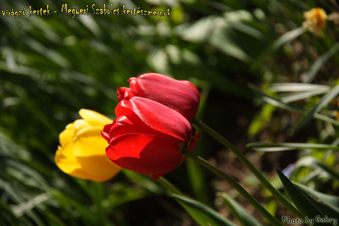 tulipán1
