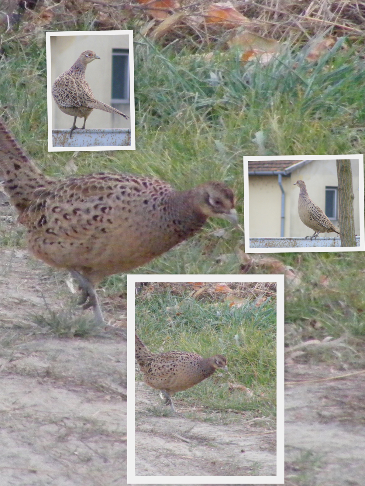 FÁCÁN (Phasianus colchicus)