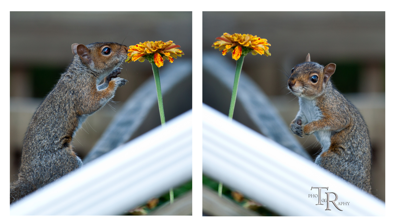 Squirrel and flower