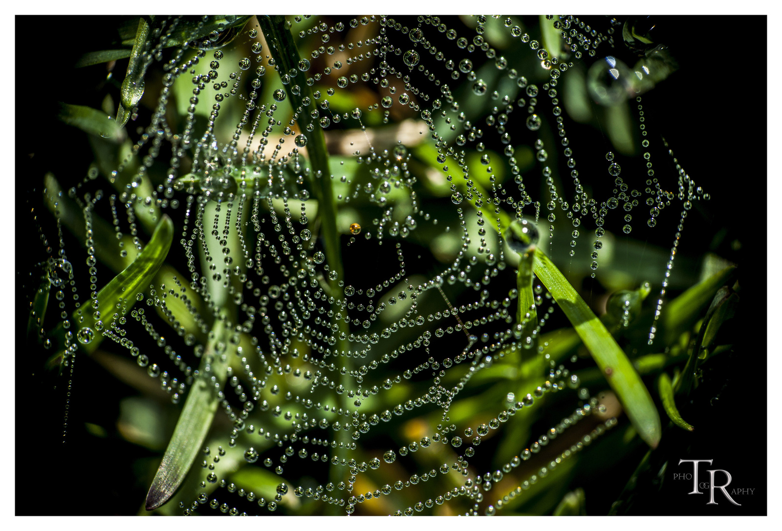 Droplets in the web