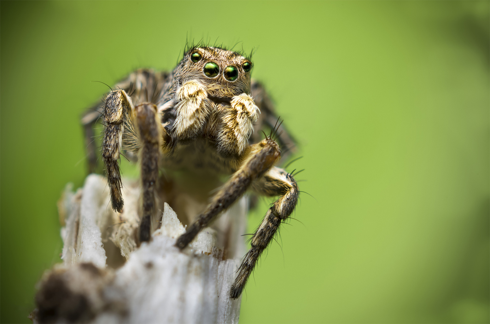 Aelurillus v-insignitus male