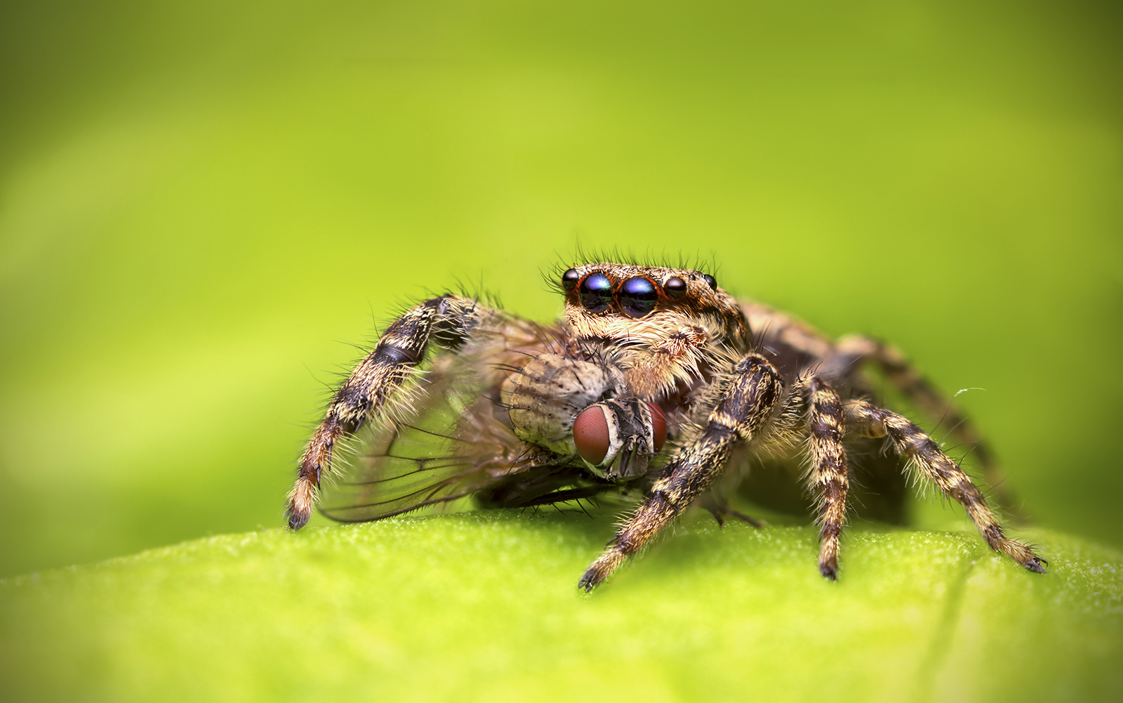 Marpissa muscosa