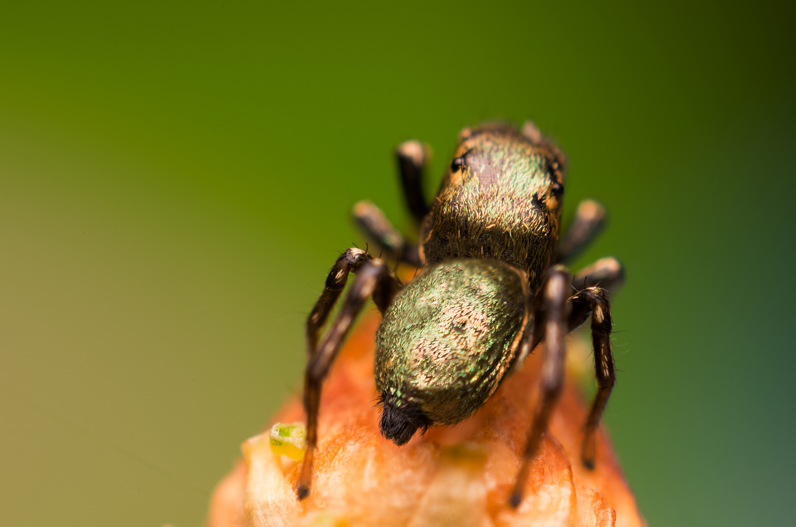 Heliophanus auratus