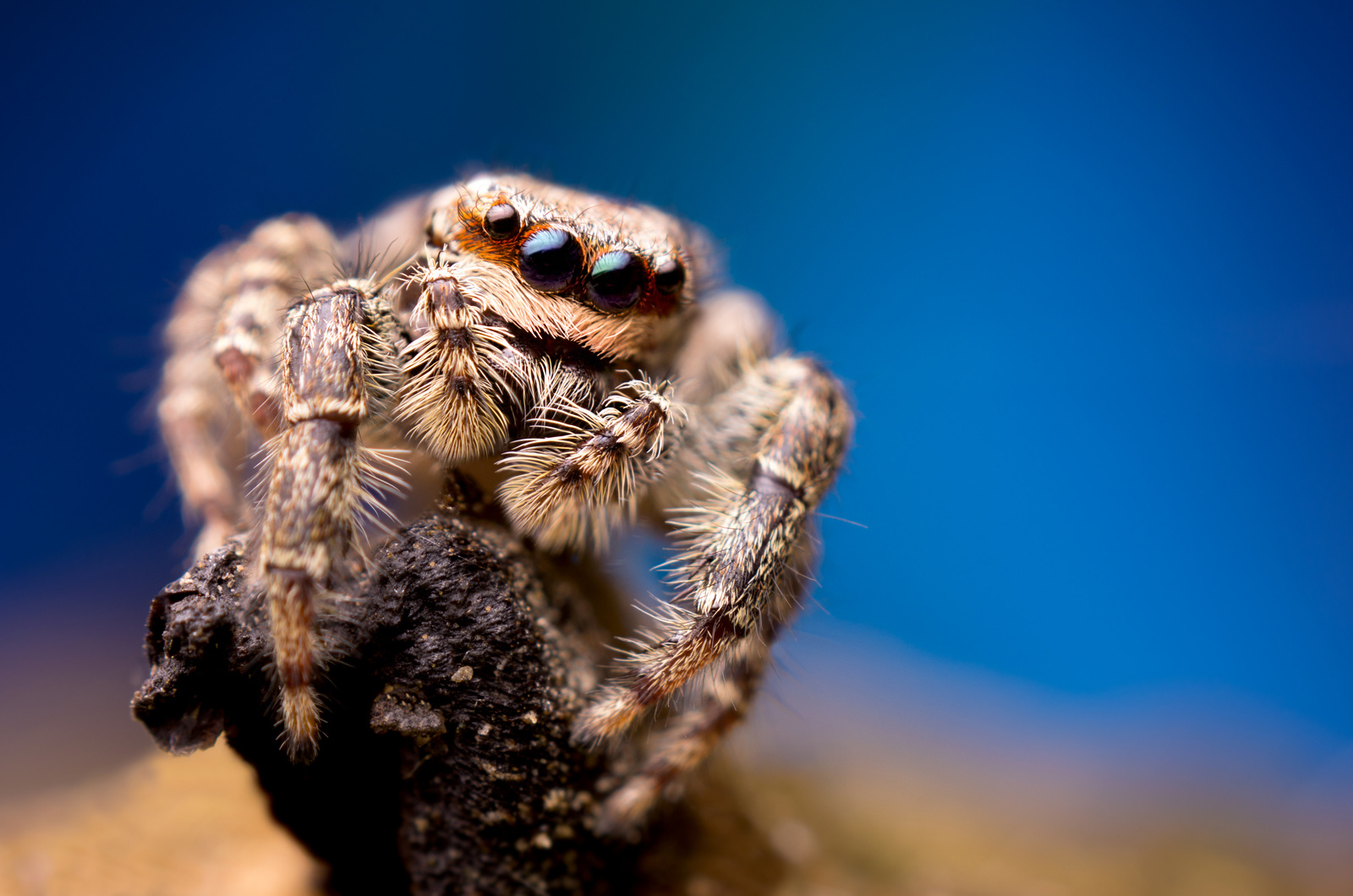 Marpissa muscosa female