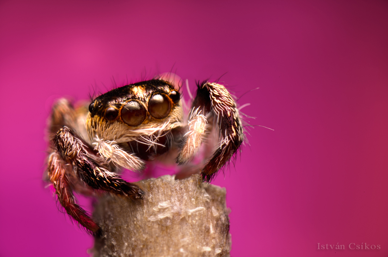 Pellenes nigrociliatus female