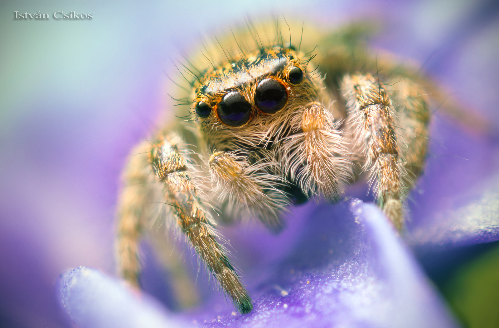 Carrhotus xanthogramma female