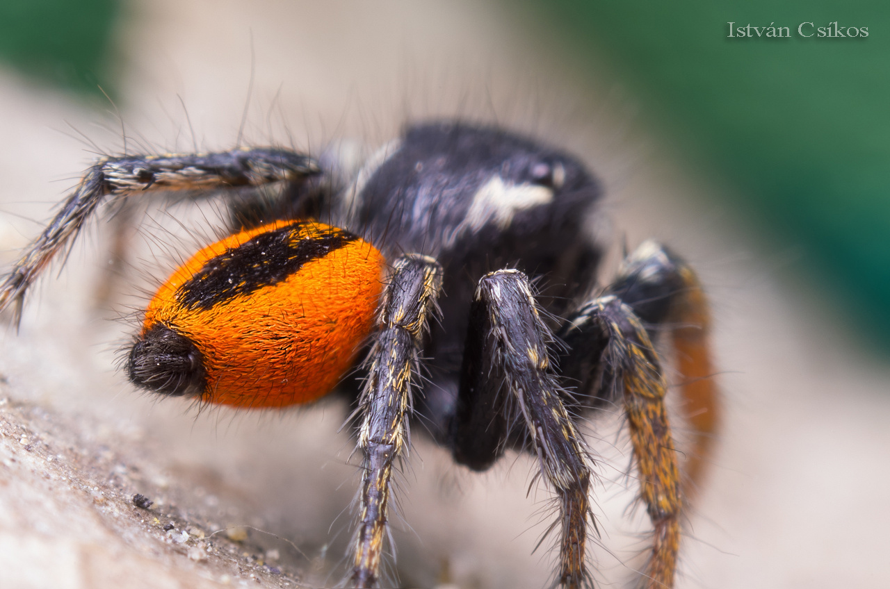 Philaeus chrysops male